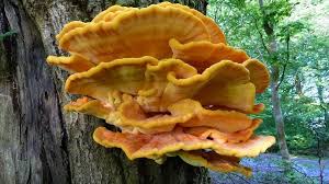 This Bright Orange Mushroom Tastes So Much Like Vegan Meat When Cooked That It Has Even Earned The Chicken Of The Woods Stuffed Mushrooms Wild Mushroom Recipes