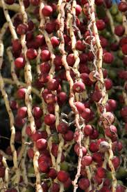 Image result for Acanthophoenix rubra