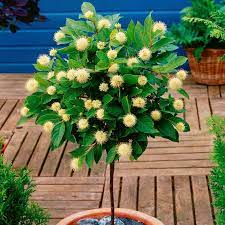 Dazu stecke ich sie in meinem garten etwa 5 bis 10 cm tief ins beet. Sternenzauber Baum Im Ca 18 Cm Topf Online Kaufen Bei Gartner Potschke
