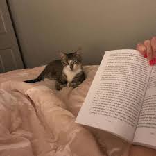 Kedi Sahipleneceklerin Dikkatine Ilk Kez Yavru Kedi Bakacaklara Tavsiyeler