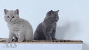 Our cattery is located in washington state, usa. British Shorthair Lilac And Gray Kittens 8 Weeks 4k Youtube