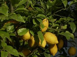 Image result for Citrus × limon