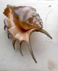 Le 7 Doigts Un Coquillage De Mayotte Sea Shells Sea Creatures Shell Art