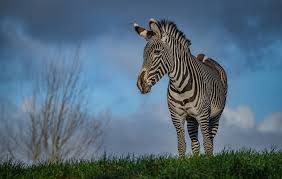 Image result for zebraffe