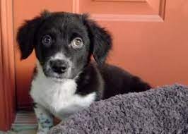 Baby Ruth The Borgi Puppy Is An Adoptable Corgi Dog In Ocala Fl Please Note The Borgi Puppies Are Now Available For Adoption Dog Adoption Corgi Dog Puppies