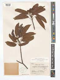 Image result for Nesogordonia