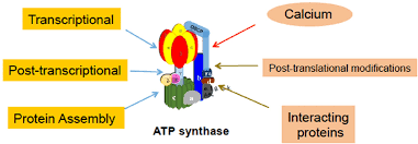 The overall reaction catalyzed by atp synthase is: Summary Of Atp Synthase Activity Regulation The Steady State Of Download Scientific Diagram