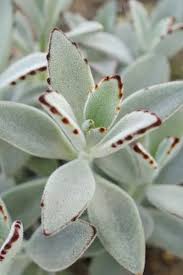 Image result for Kalanchoe latisepala