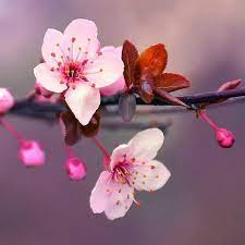 Japanese Cherry Blossom Scented Soy Wax Tarts Melts In Etsy In 2021 Cherry Blossom Fragrance Cherry Blossom Images Japanese Blossom