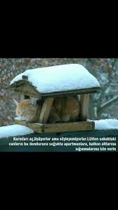 Tc Filiz Balata Adli Kullanicinin Ozlu Sozler Panosundaki Pin Kedi