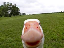We did not find results for: Hinh Ná»n Memes Ngá»—ng Tay Chan Bai Cá» Vá»‹t NÆ°á»›c 2048x1536 Hirano 182937 Hinh Ná»n Ä'áº¹p Hd Wallhere