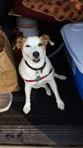 Pin By Juliana Ploof On Tattoos Piercings Labrador Retriever Labrador Animals