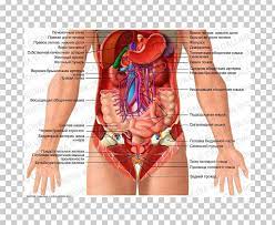 The major organs of the abdomen include the. Human Anatomy Woman Abdomen Abdomen Organ Human Anatomy Human Body Png Clipart Abdomen Simple
