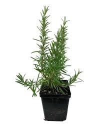 Image result for Rosmarinus officinalis