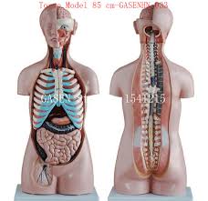 Nursing in abdominal surgery and diseases of women (1893) (14788477803). Female Anatomy Of Abdomen Anatomy Drawing Diagram