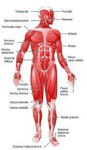Webnode Error Page Human Muscular System Body Anatomy Yoga Anatomy