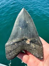 SO COOL! Incredible megalodon tooth find! 5.02in of perfection off the  southwest Florida coast. 🦈😳 📸 DustyDiscoveries Fossil Charters
