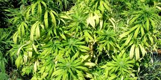 Nutrient Deficiencies In Marijuana Plants The Ultimate