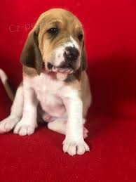 Image result for švycký honič