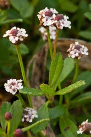 Image result for Phyla nodiflora