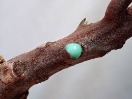 Image result for Pteronia acuminata