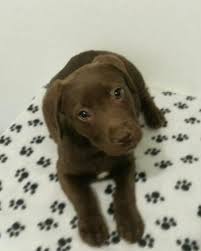 Established in 1953, the michigan animal rescue league (marl) has been in the same location in pontiac michigan for over sixty years. Pin On Puppy