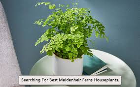 Himalayan maidenhair fern, an evergreen fern from china which is mostly found in humus soil or moist rocks. Growing A Maidenhair Fern Isn T That Hard Find Out