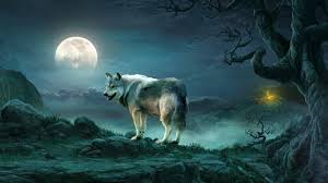 Wolf ultrahd wallpaper for wide 16:10 5:3 widescreen whxga wqxga wuxga wxga wga ; 4k Wallpaper For Pc Wolf