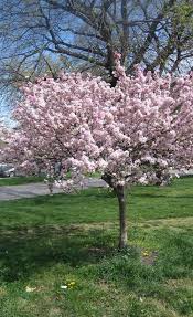 Dwarf japanese weeping flowering cherry trees. Need Help On Redoing Front Yard Long