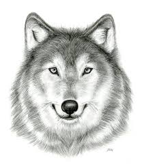 Observational Drawing Wolf Head By 08wolf08 D6qsc4q Png 1600 1861 Wolf Face Drawing Wolf Drawing Wolf Sketch