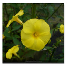 Image result for Reinwardtia indica