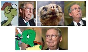 Mitch Mcconnell Is An Old Turtle Kentucky