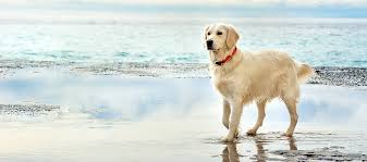 Lakewood animal hospital and bruce king dvm provide exceptional veterinary care in coeur d' our goal is to provide you the peace of mind that your pet will be treated gently, that medical care will be. Lakewood Veterinarians Lakewood Pet Vet Veterinary Office In Lakewood Ca 90713