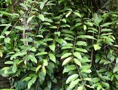 Image result for Phragmanthera