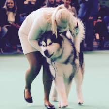 Download alaskan malamute images and photos. Shamanrock Alaskan Malamute Since 1989 Home Facebook