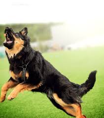 Pin By Olga Angela Leon De Quiroz On Chodsky Pes Schutzhund Bohemian Shepherd Cali