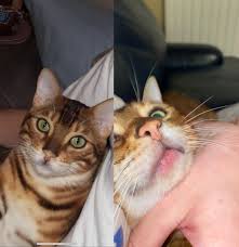If your cat has ringworm it is imperative that you take care of it immediately as ringworm is very contagious to other cats and humans. Recently My Bengal Has Developed A Sort Of Chapped Looking Chin And Mouth A Little Hair Loss And Very Pink Does Anyone Know What May Cause This It Was Noticeably Different One