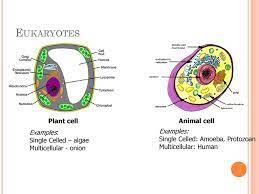 Identify the differences between plant and animal cells and how these differences relate to their cellular functions. Cell Overview Cells Are The Basic Unit Of Life Ppt Download