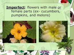The five hairy red spots at the top of the flower are the stigmas in which pollen is collected. Parts Of A Flower Ppt Download