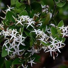 Image result for Carissa bispinosa