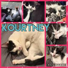 They may have an unusual gait (called high steppers) Itsie Bitsie Rescue On Twitter Kourtney Sweet Energetic And Happy Special Needs Kitty With Cerebellar Hypoplasia Ch Her Case Is Mild And She Can Run Jump And Climb Just Like An Other