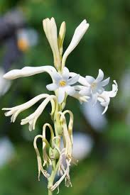 Bangladesh flower come in large bunches with bright colors. Agave Amica Wikipedia