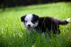Border collies are exceptionally energetic, loving, and likeable. 11 Places To Find Border Collie Puppies For Sale Best To Worst