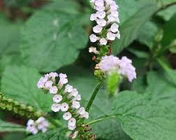 Image result for Heliotropium indicum