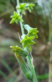 Image result for Dipcadi marlothii