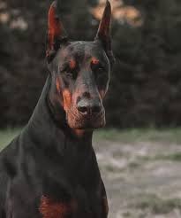 It's agile, graceful, and moderately built, with a deep chest and a slim body. Doberman Fan Club India Home Facebook