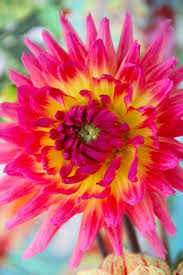 Health Insurance Red Girl Blog Amazing Flowers Flower Garden Pretty Flowers