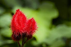 Image result for Bixaceae