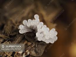 Image result for Stemonitis splendens