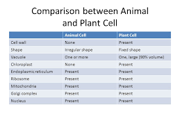 The cell is the outermost boundary in plants, and it. Parts Of A Eukaryotic Cell And Comparison Between An Animal And Plant Cell Ppt Download